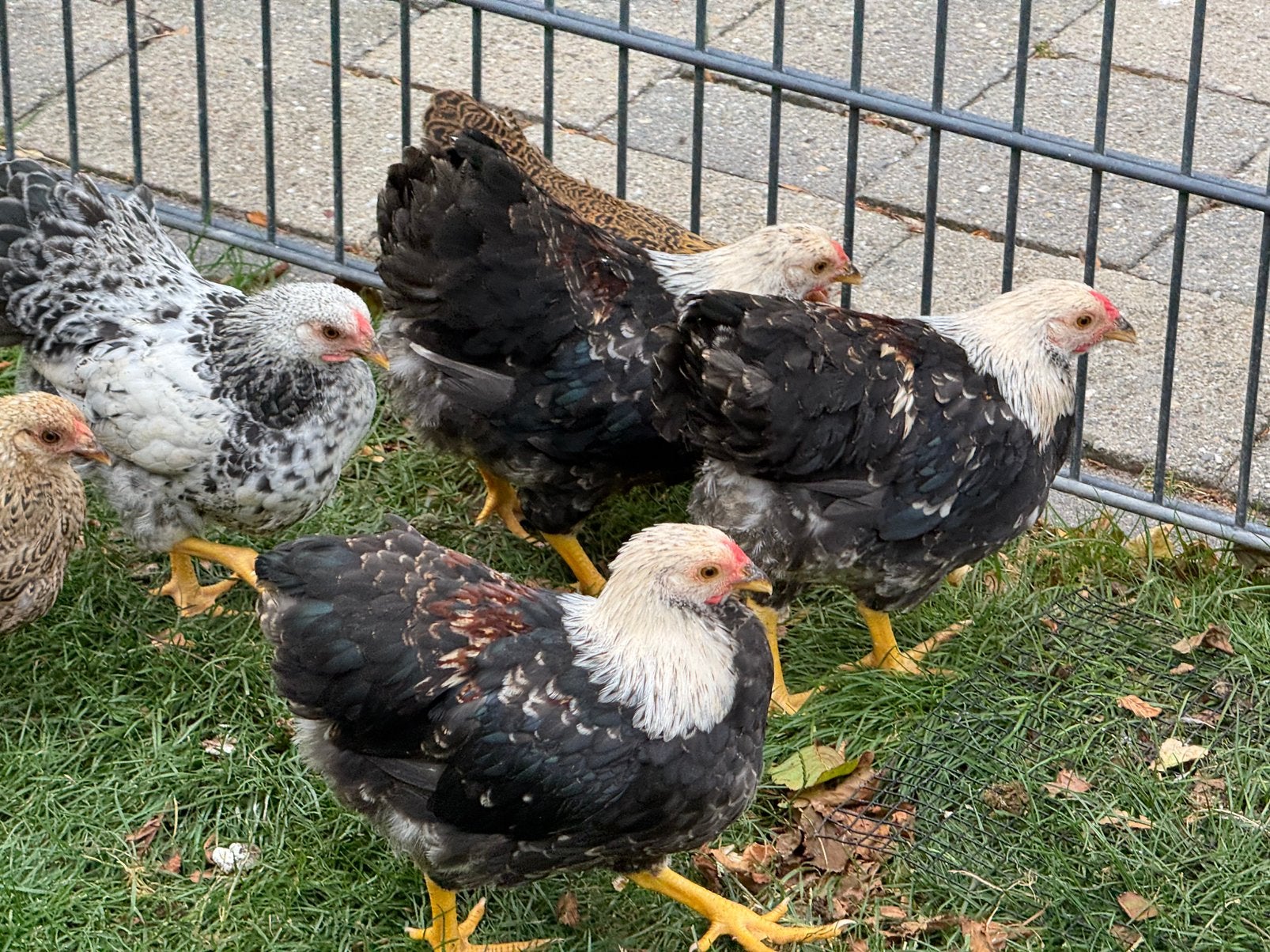 Gezonde Wyandotte kriel hanen 10 weken oud, Dieren en Toebehoren, Pluimvee, Mannelijk, Kip