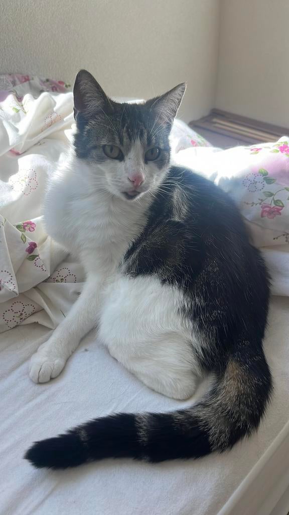 Huisje gezocht voor onze lieve kater 4,5 jaar, Kater