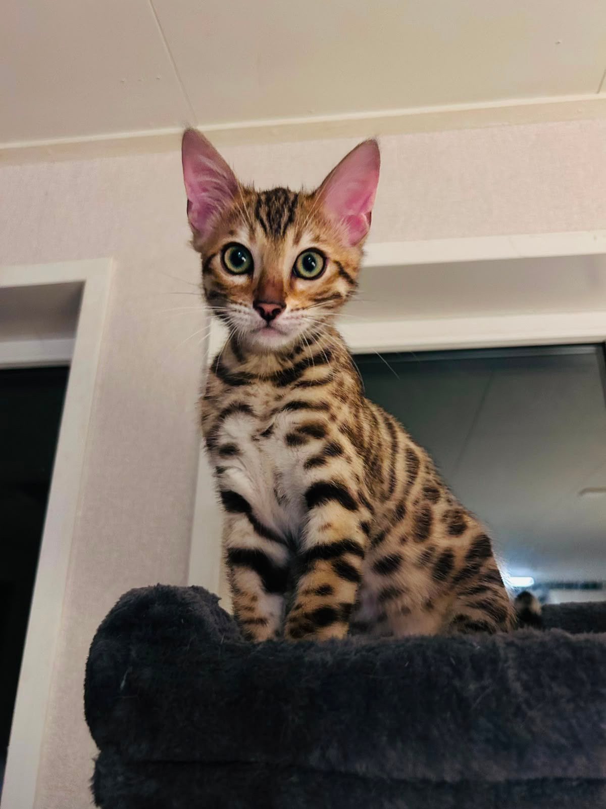 Bengaal kitten( katertje), Kater, Ontwormd