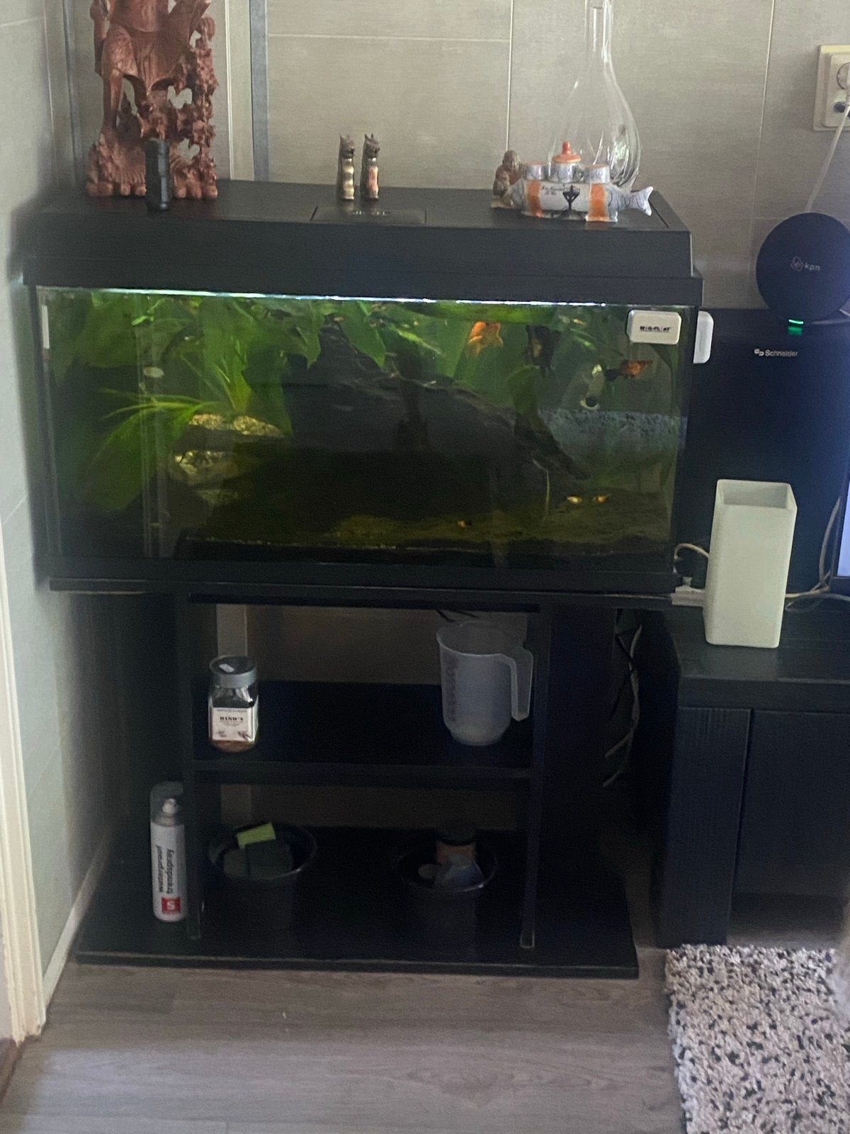 Aquarium zoetwater gratis, Ophalen, Gevuld zoetwateraquarium