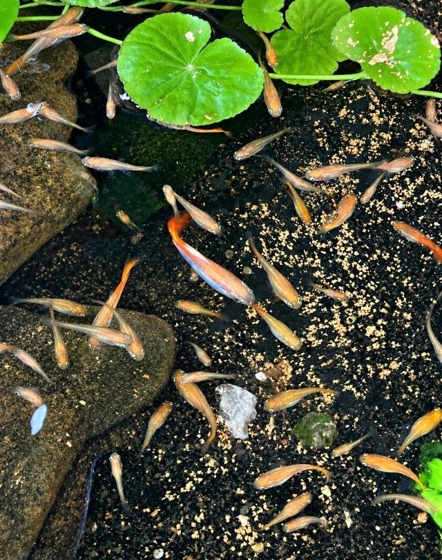 Medaka japanse rijstvisjes, Dieren en Toebehoren