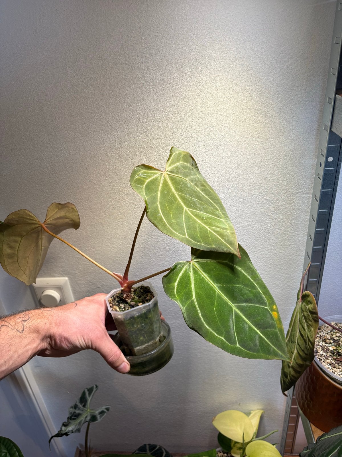 Anthurium docblock F2 x Mr. Worldwide stamstek, Ophalen of Verzenden, Halfschaduw, Minder dan 100 cm
