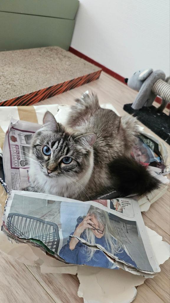 Gezocht: gouden mandje voor Naga (2 jr, ragdoll), Dieren en Toebehoren, Poes, 0 tot 2 jaar