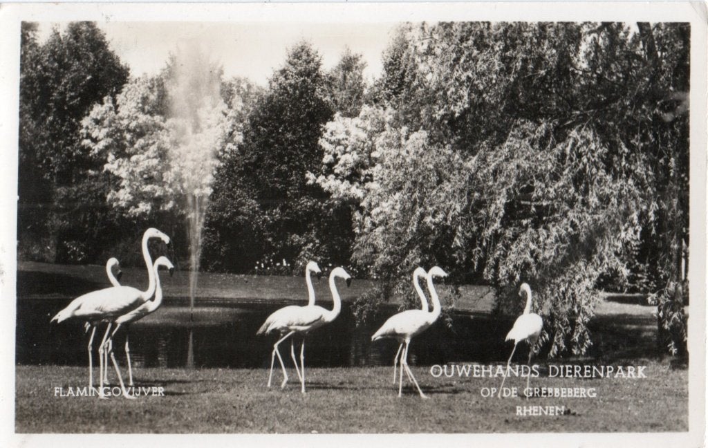Rhenen, Ouwehands Dierenpark met Flamingovijver. 6595, Verzenden, 1940 tot 1960, Gelopen, Utrecht