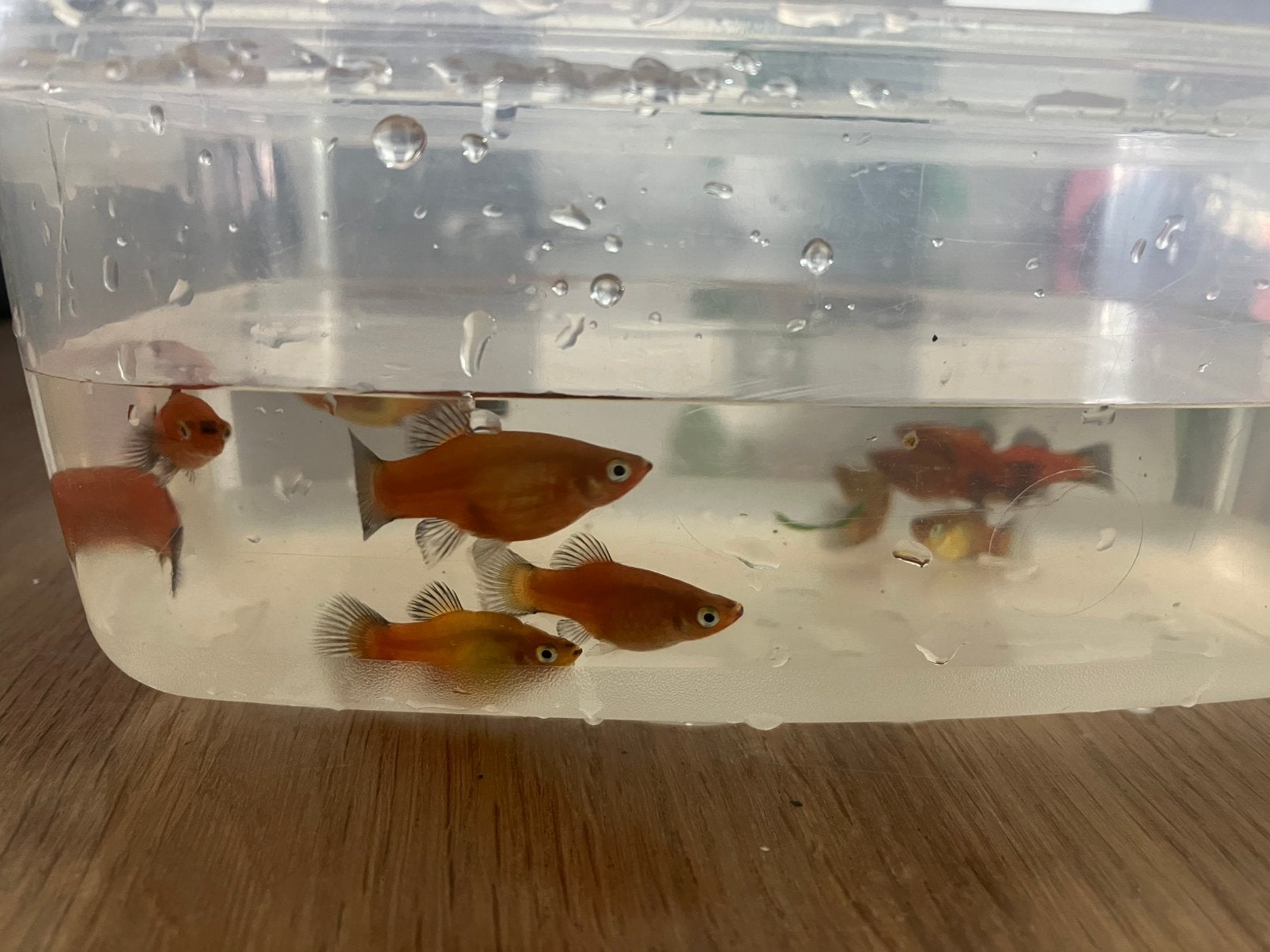 Jongen Geel mollys, Dieren en Toebehoren, Vis, Zoetwatervis