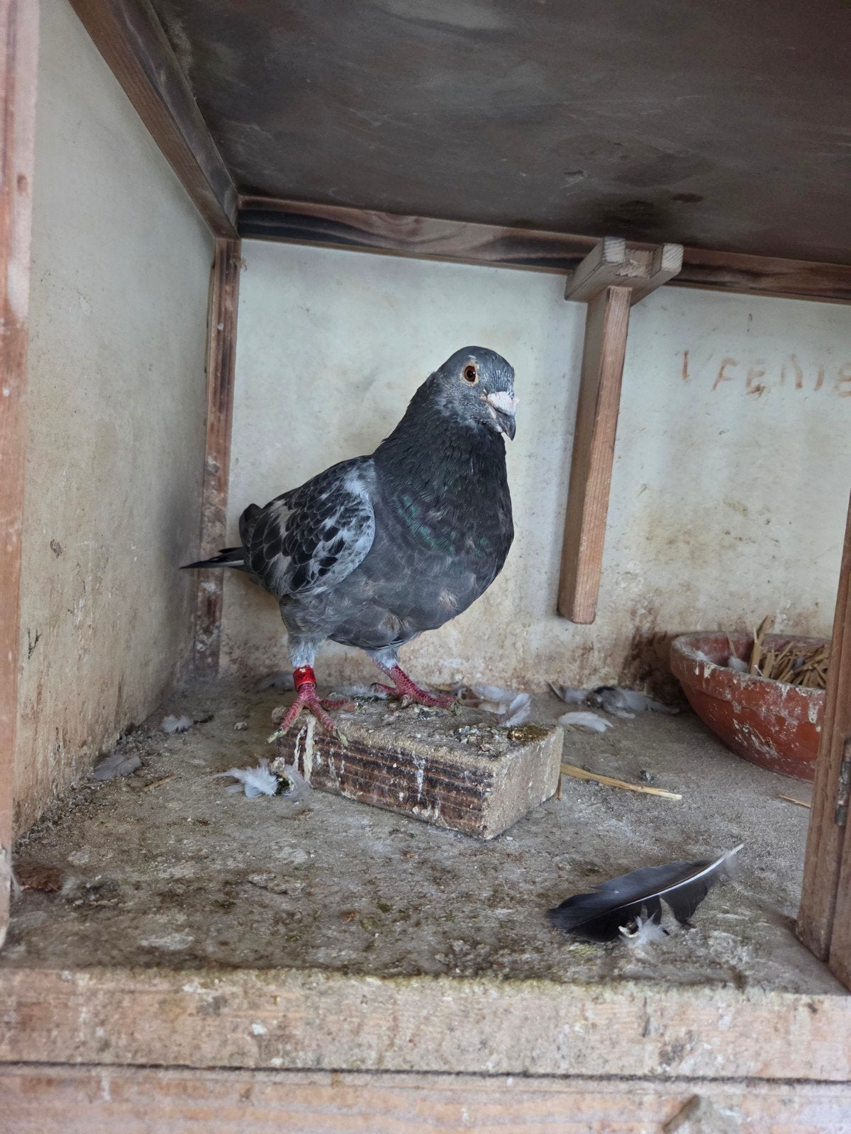 Bewezen kweker Hans Hak, Mannelijk, Postduif