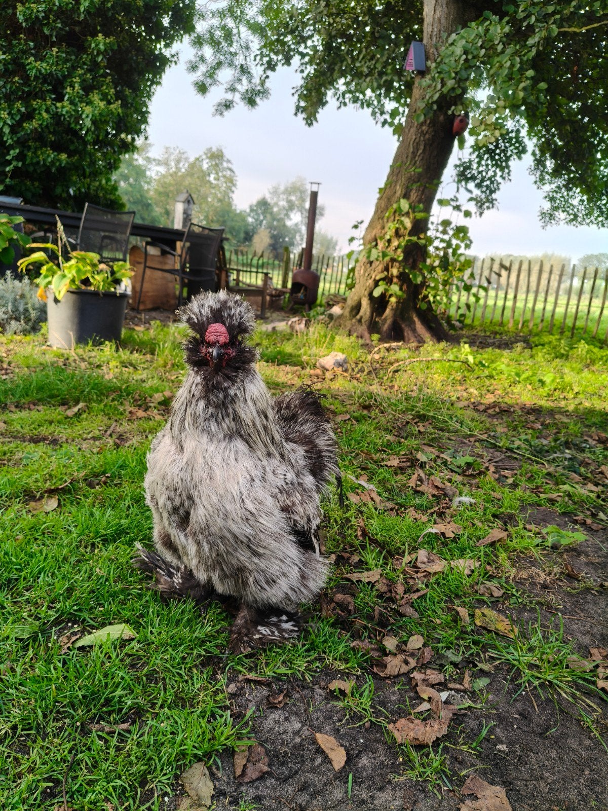 Zijdehoen haan (9 mnd), Dieren en Toebehoren, Mannelijk, Kip