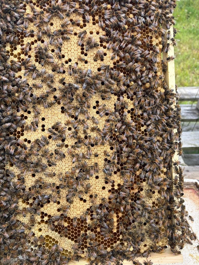Simplex Spaarkast 2026 F1 Bijenvolk, Dieren en Toebehoren, Insecten en Spinnen, Bijen