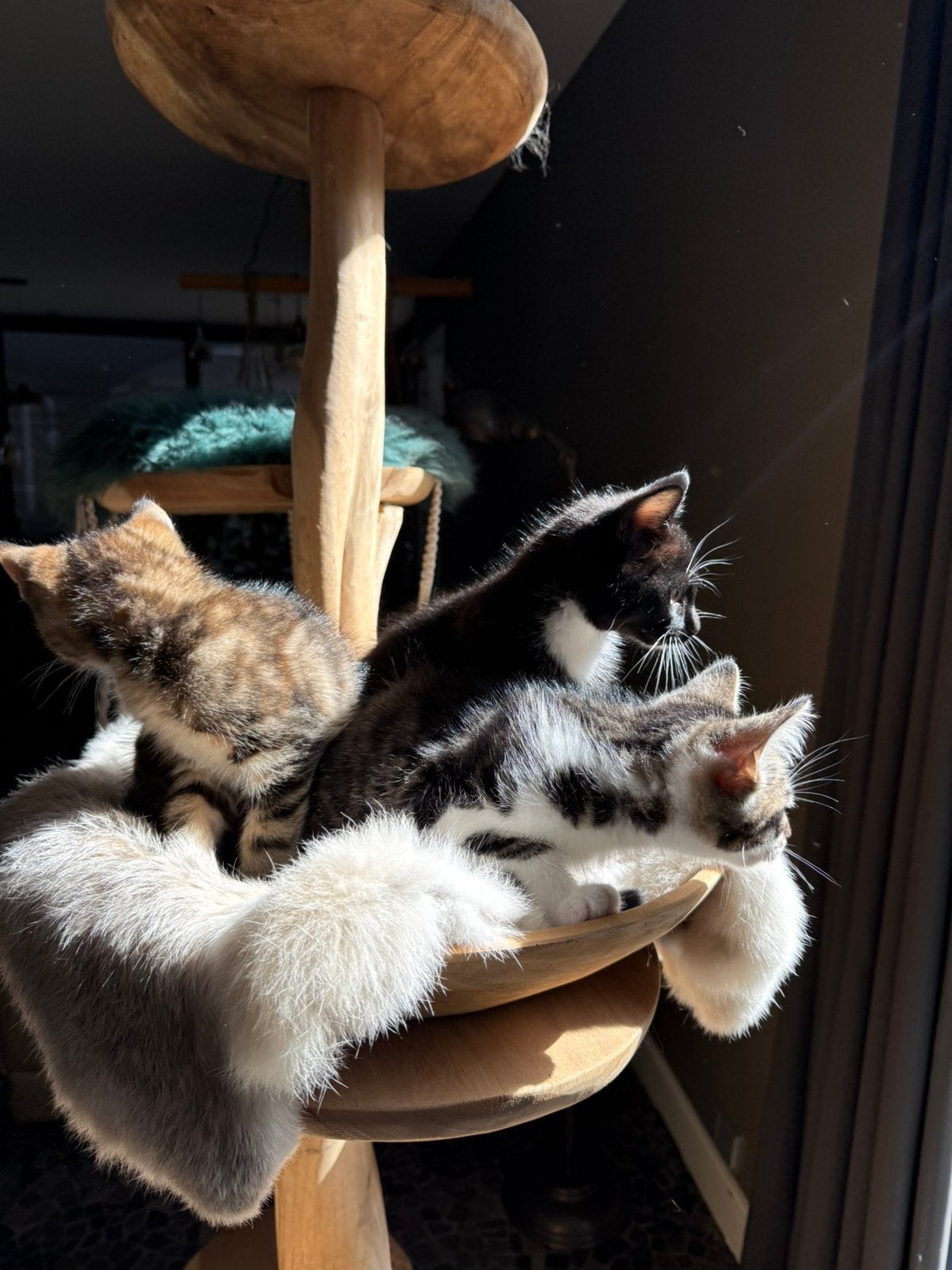 Ragdoll kittens kruising (mogen 10 sept het nest verlaten), Dieren en Toebehoren, Meerdere dieren, Gechipt, 0 tot 2 jaar