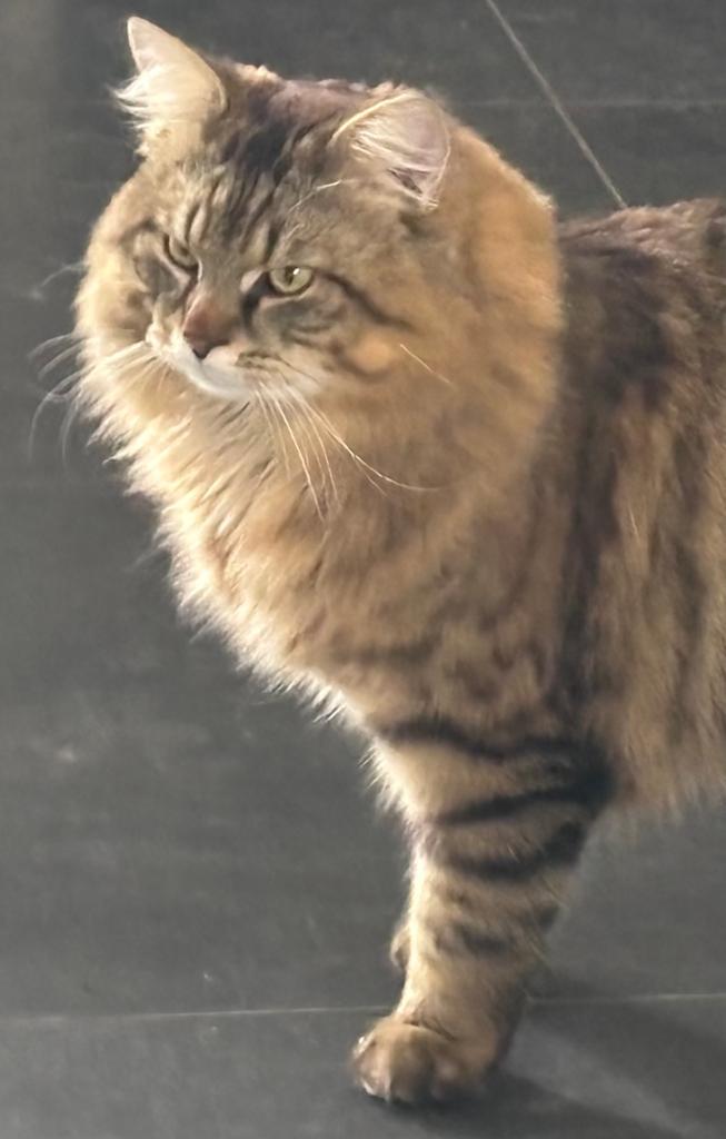 Noorse boskat x main coons, Meerdere dieren, Gechipt