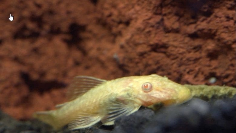 L144 Albino ancistrussen jonkies, Dieren en Toebehoren, Vis, Zoetwatervis