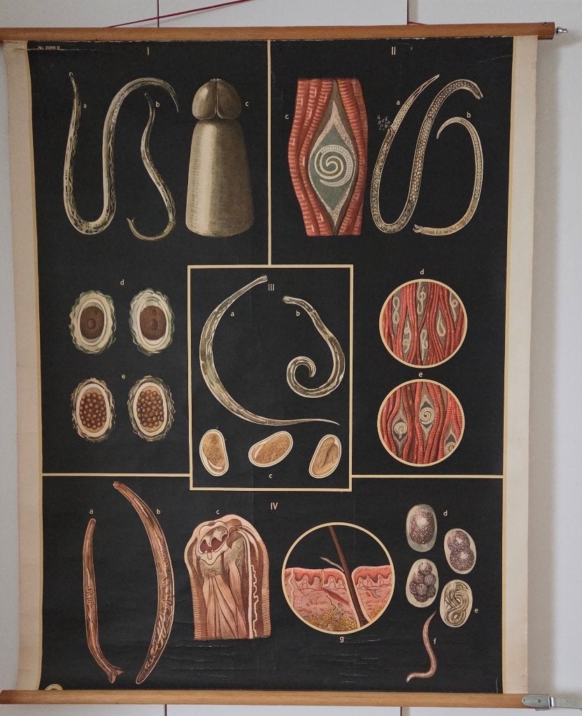 Vintage Biologie Schoolplaat,Parasieten & Wormen,115 x 95 cm, Ophalen of Verzenden, Natuur en Biologie