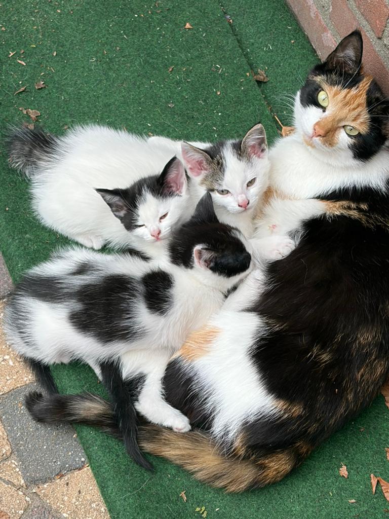 Super lieve zwart witte kittens nu 8 wk oud, Poes