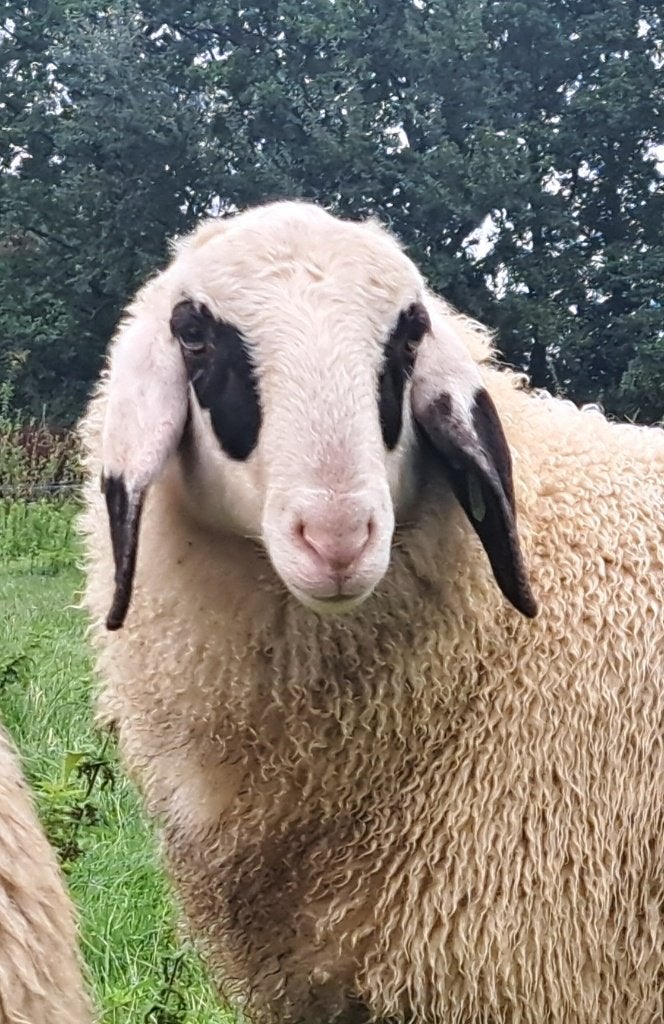 Prachtige rammen, dekram, ram. Brilschaap / Brilschapen, Dieren en Toebehoren, Mannelijk, Schaap, 0 tot 2 jaar