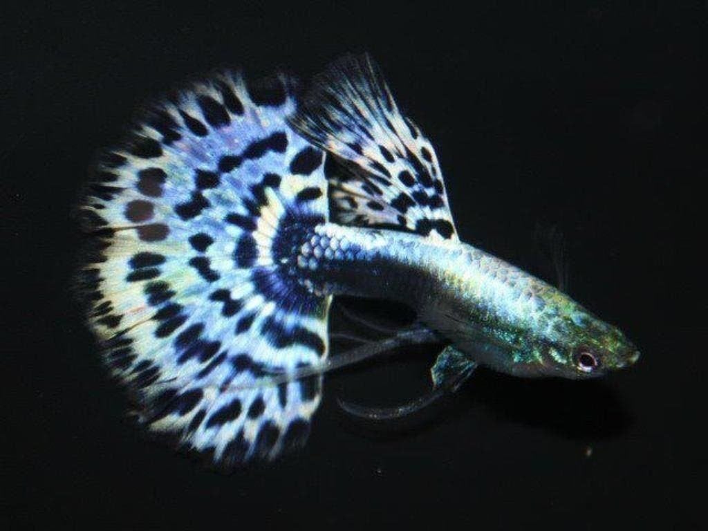 De grootste tropische vis collectie vindt u in Dalen, Dieren en Toebehoren, Vissen | Aquariumvissen, Vis