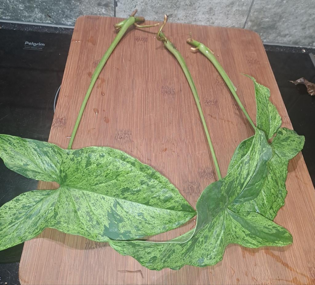 Syngonium Mottled mojito, Ophalen of Verzenden, Halfschaduw, Minder dan 100 cm