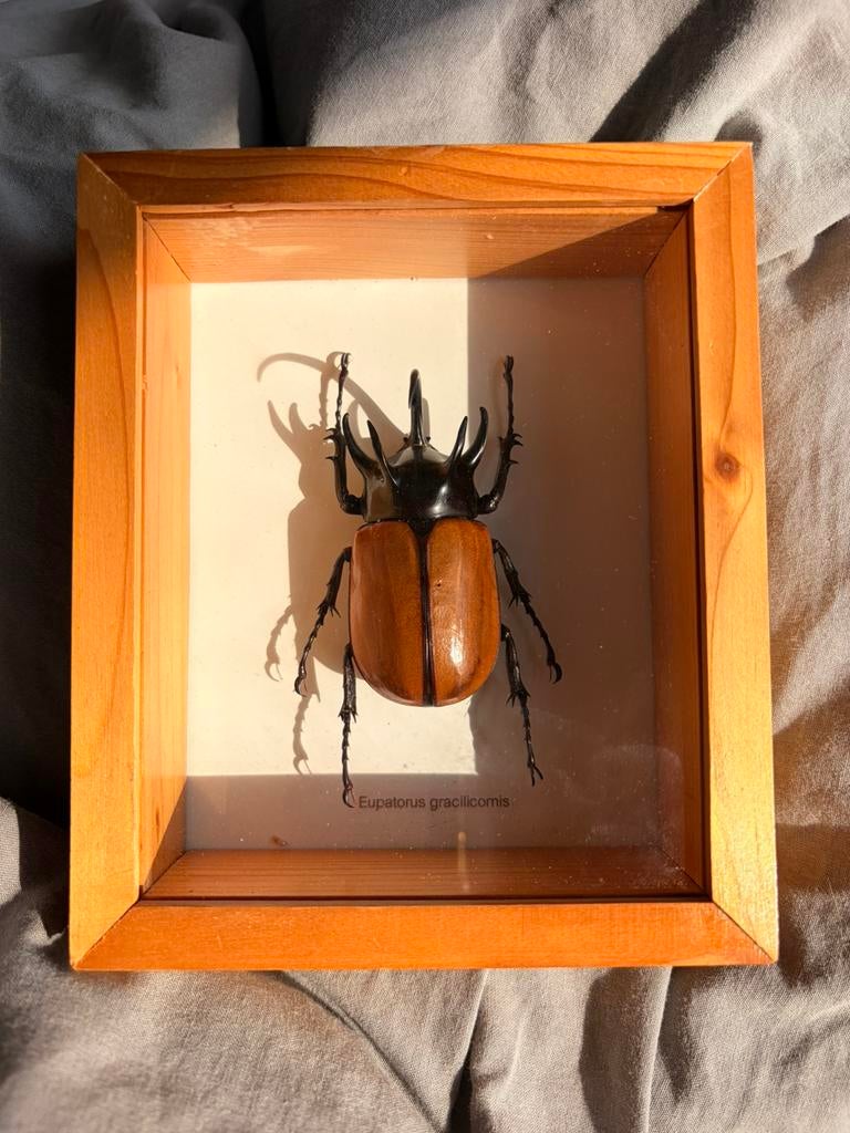 Opgezette Eupatorus gracilicornis kever in lijst, Verzamelen, Dierenverzamelingen, Ophalen of Verzenden, Zo goed als nieuw, Insect