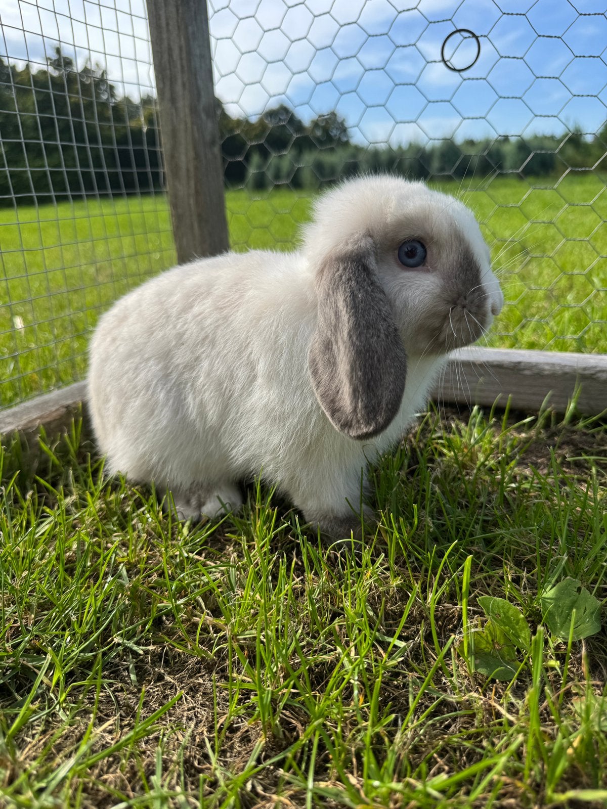Minilop rammetje, blauw oog 💙, Mannelijk, Dwerg