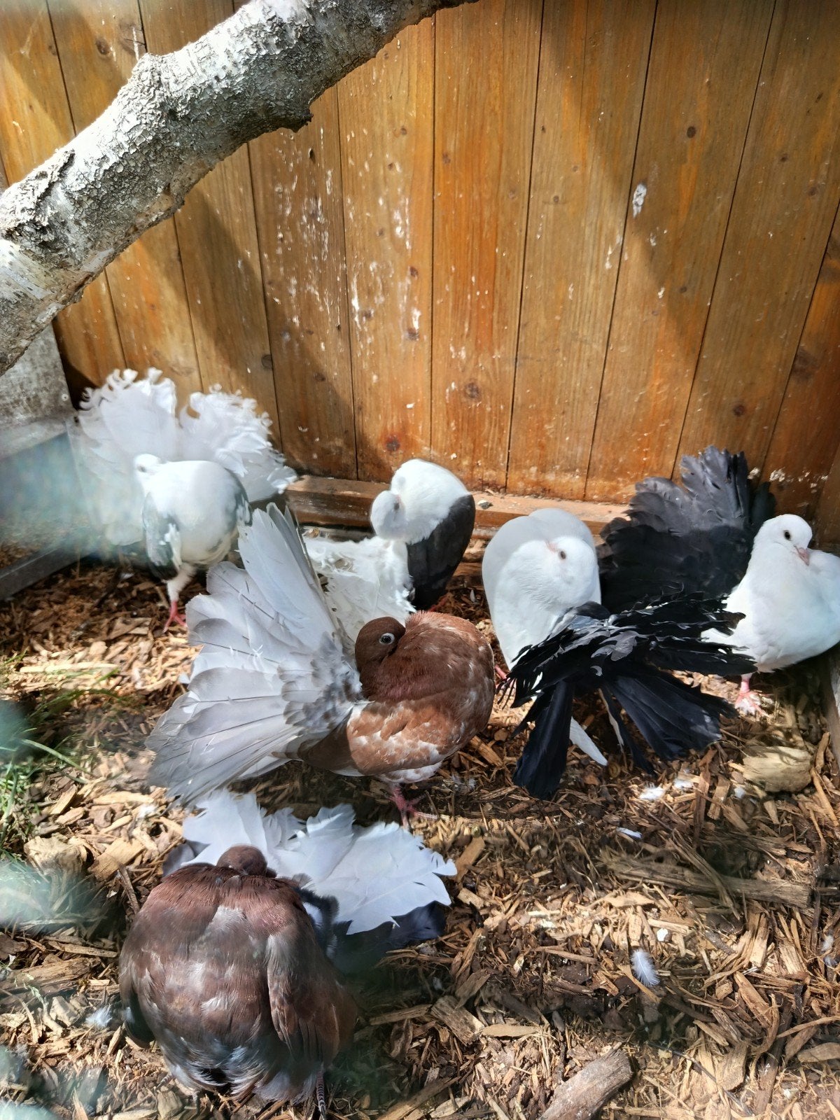 Pauwstaartduiven, Meerdere dieren