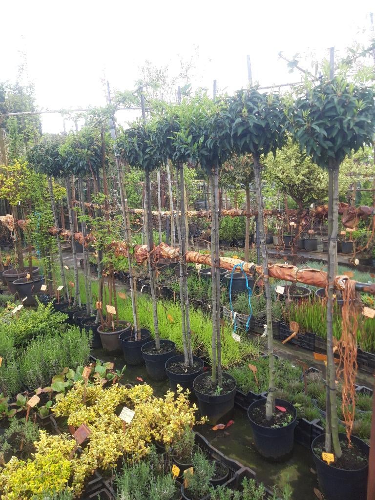 Prunus lus. Angustifolia op stam 150  cm in pot, Tuin en Terras, Bloeit niet, 100 tot 250 cm, Ophalen, Volle zon