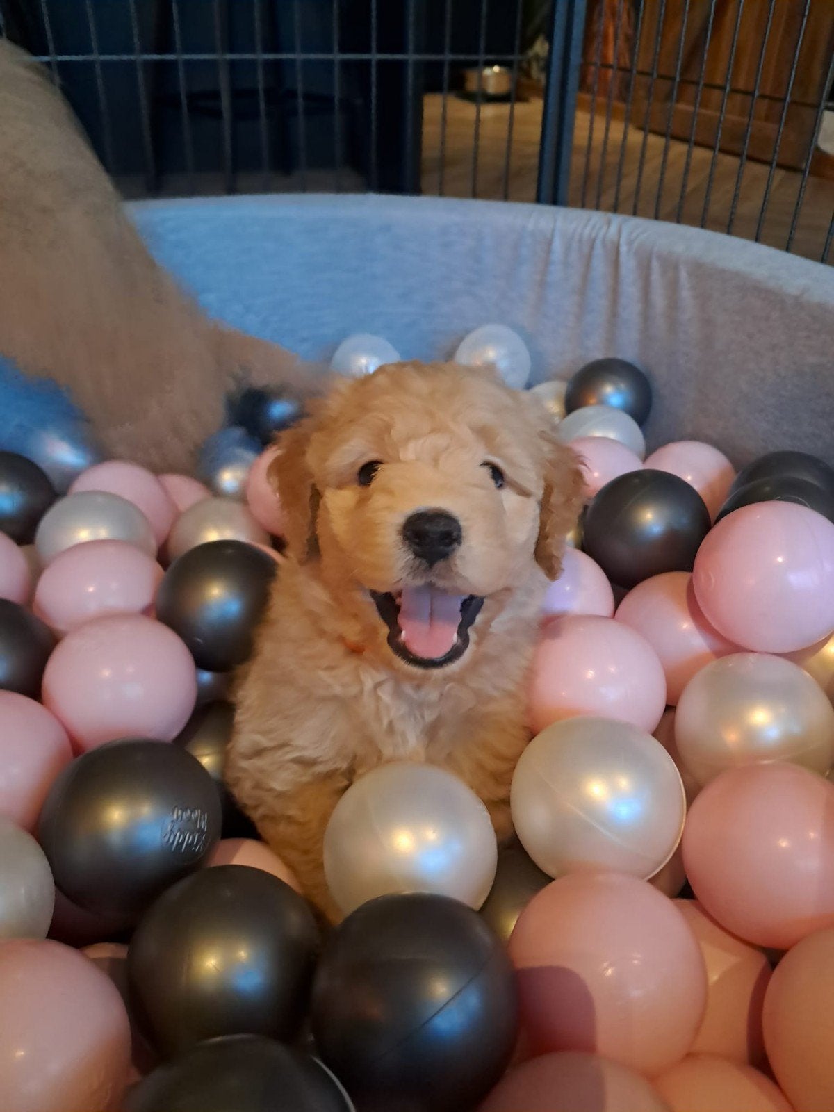 Multigen Bernedoodle Reu zoekt zijn gouden mandje, Dieren en Toebehoren, CDV (hondenziekte), 8 tot 15 weken, Meerdere, Nederland