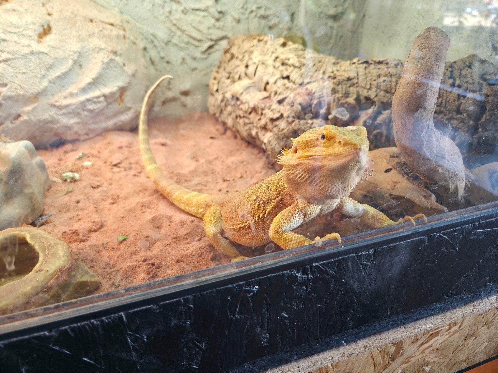 baardagaam te koop 1 jaar oud mannetje Bearded Dragon photo 4