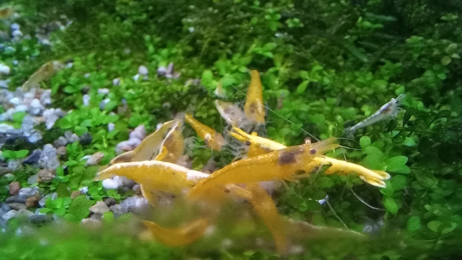 Gele Neocaridina Garnalen, Kreeft, Krab of Garnaal