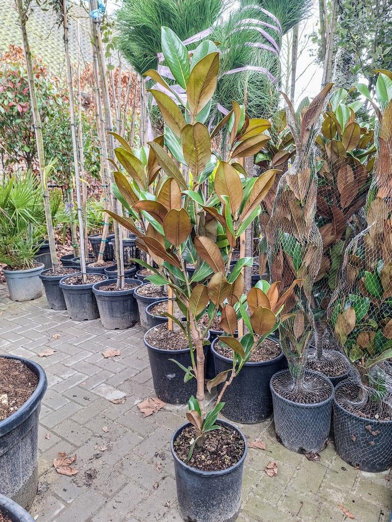 Magnolia grandiflora, groenblijvende magnolia, Ophalen, Overige soorten, 100 tot 250 cm