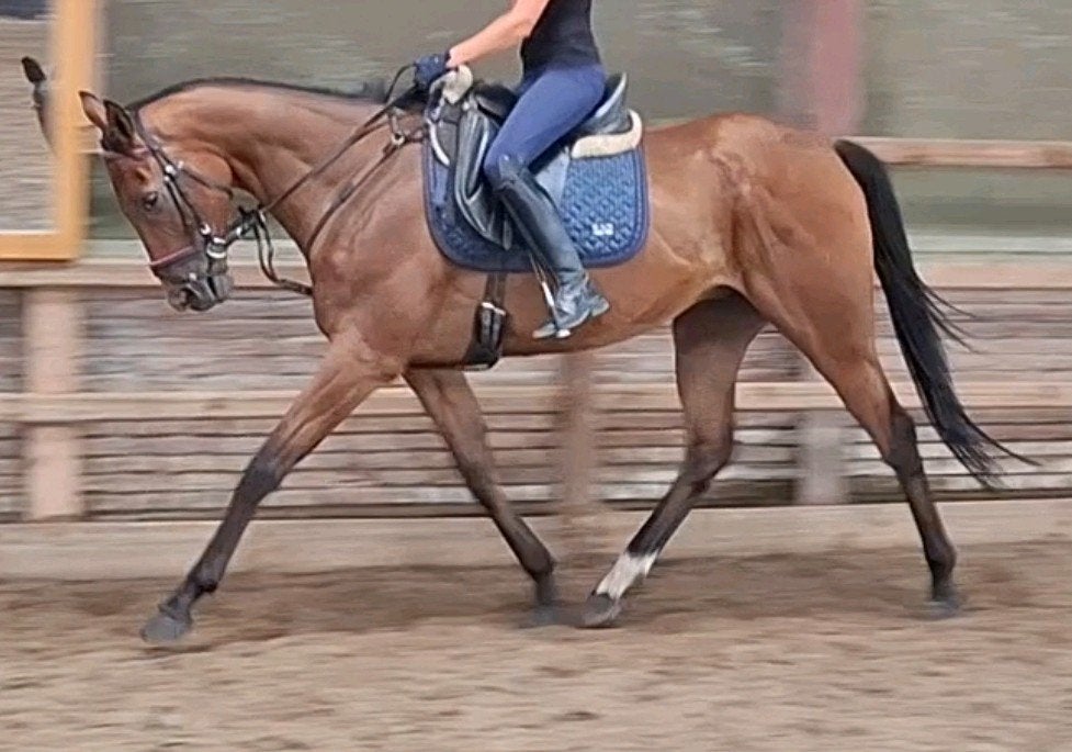 Topbrave 7 jr ruin1,67 en 12 jr ruin 1,63, Dieren en Toebehoren, Ruin, 11 jaar of ouder, Met stamboom, B
