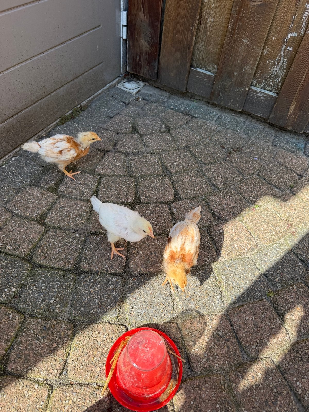 3 gezonde Kuikens, Dieren en Toebehoren, Pluimvee, Vrouwelijk, Kip