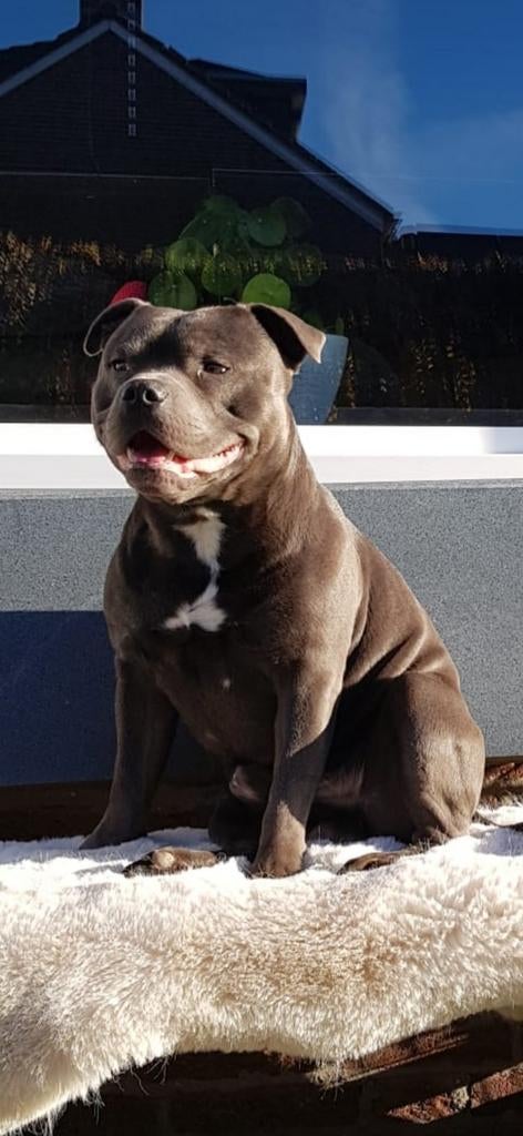 Aangeboden dekreu donkerblauw engelse stafford, Dieren en Toebehoren, Reu, 1 tot 2 jaar, Parvo, Eén hond