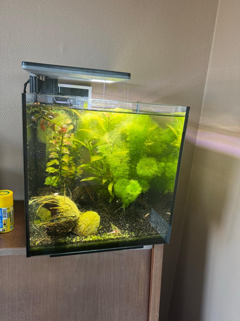 Aquarium inclusief Crystal red garnalen, Dieren en Toebehoren, Ophalen