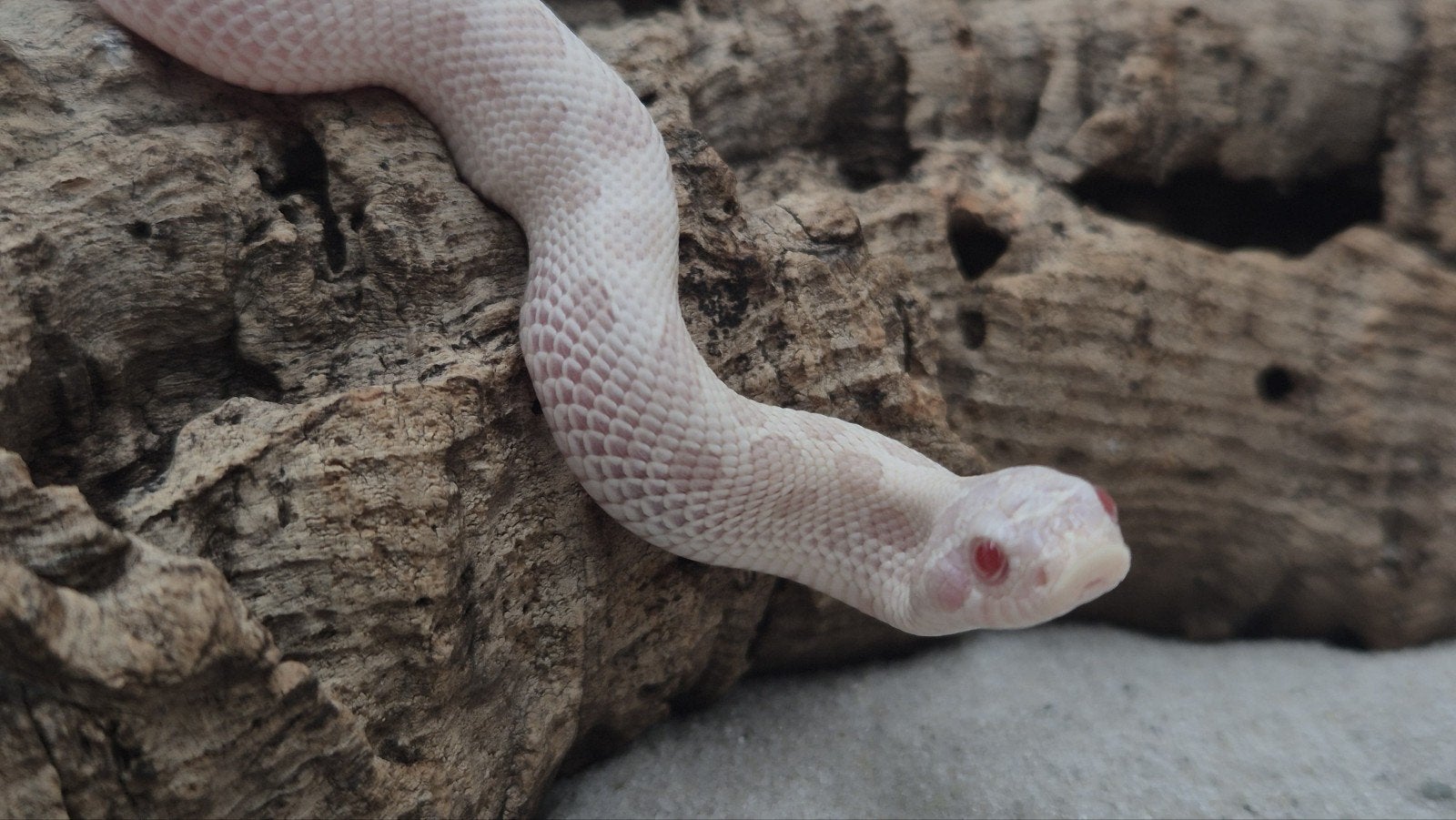 Haakneusslang Yeti (Snow conda) Hognose Snake photo 3