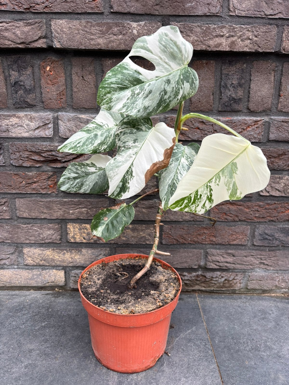 Monstera Variegata - veel wit // gatenplant, Ophalen of Verzenden, Halfschaduw, Minder dan 100 cm