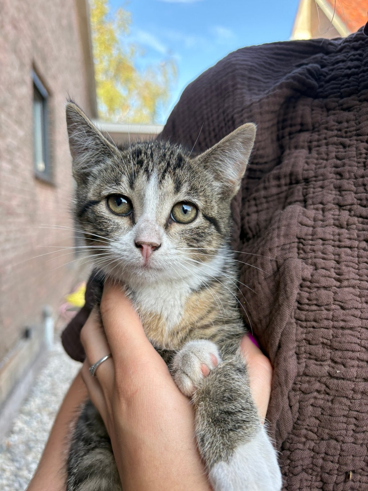 Lieve kittens te koop | huisje gezocht, Meerdere dieren