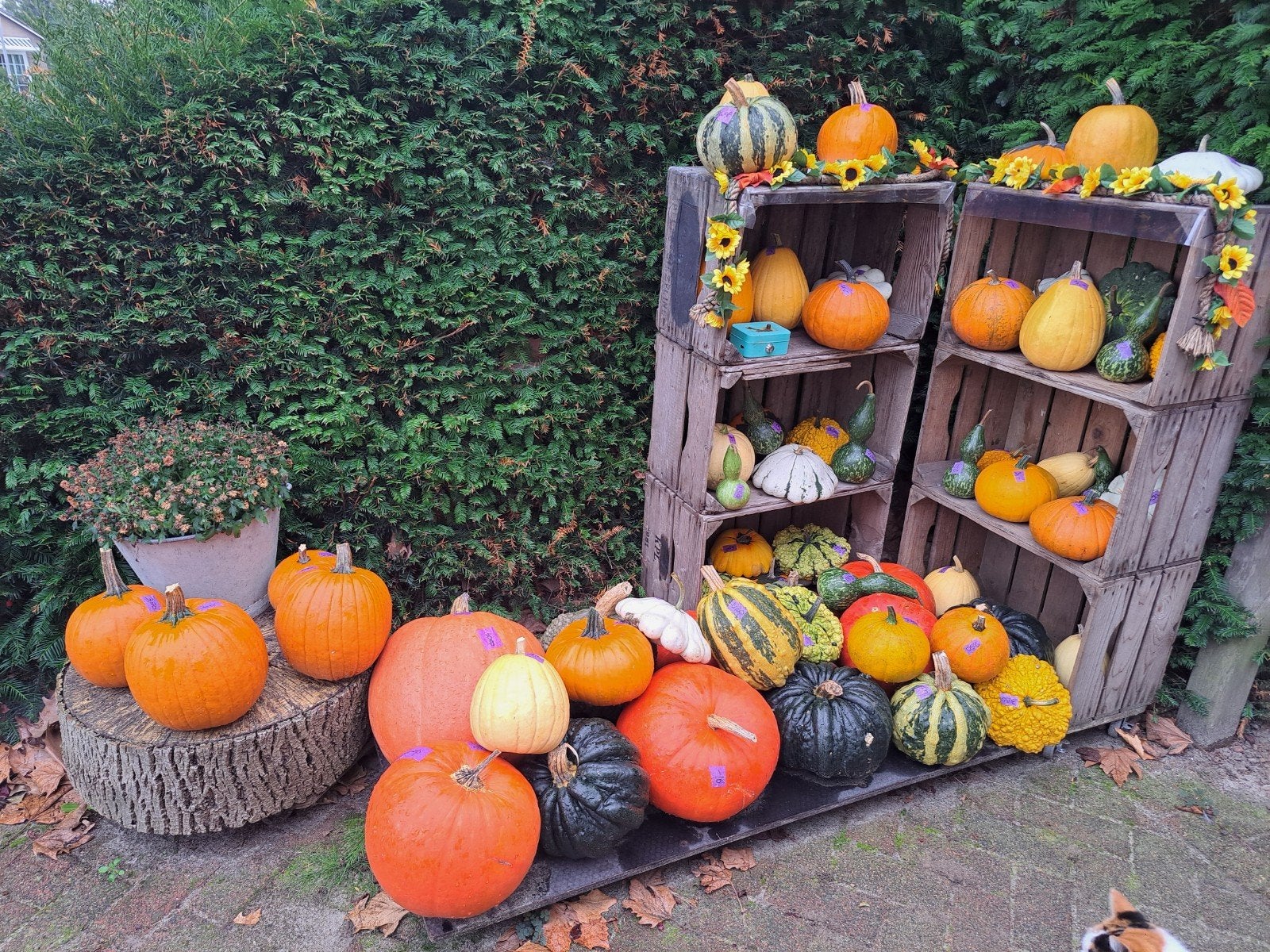 pompoenen kalebassen en herfststukjes, Ophalen, Nieuw