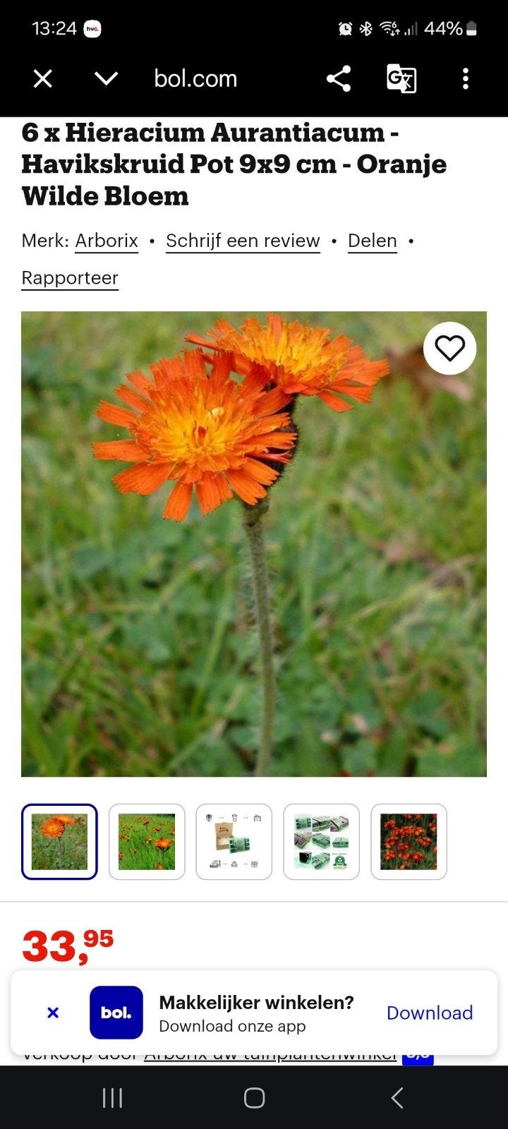 Havikskruid, Tuin en Terras, Ophalen, Overige soorten, Volle zon