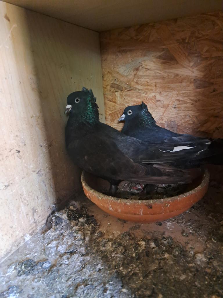 Takla duiven, Meerdere dieren, Tuimelaar of Roller
