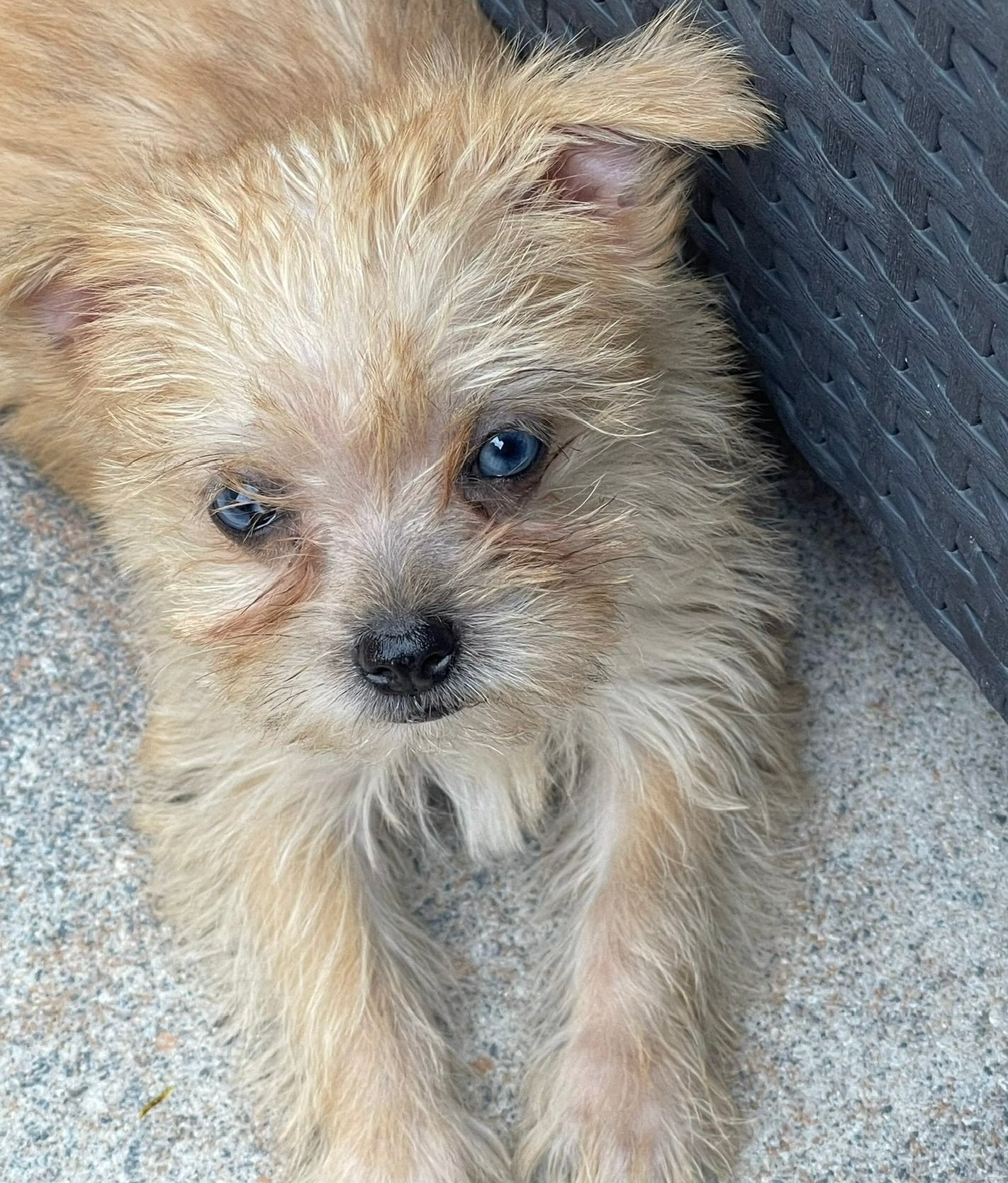 super lieve kleine boomer kruising puppys 🤍, Dieren en Toebehoren, Honden | Chihuahua's en Gezelschapshonden, Overige rassen