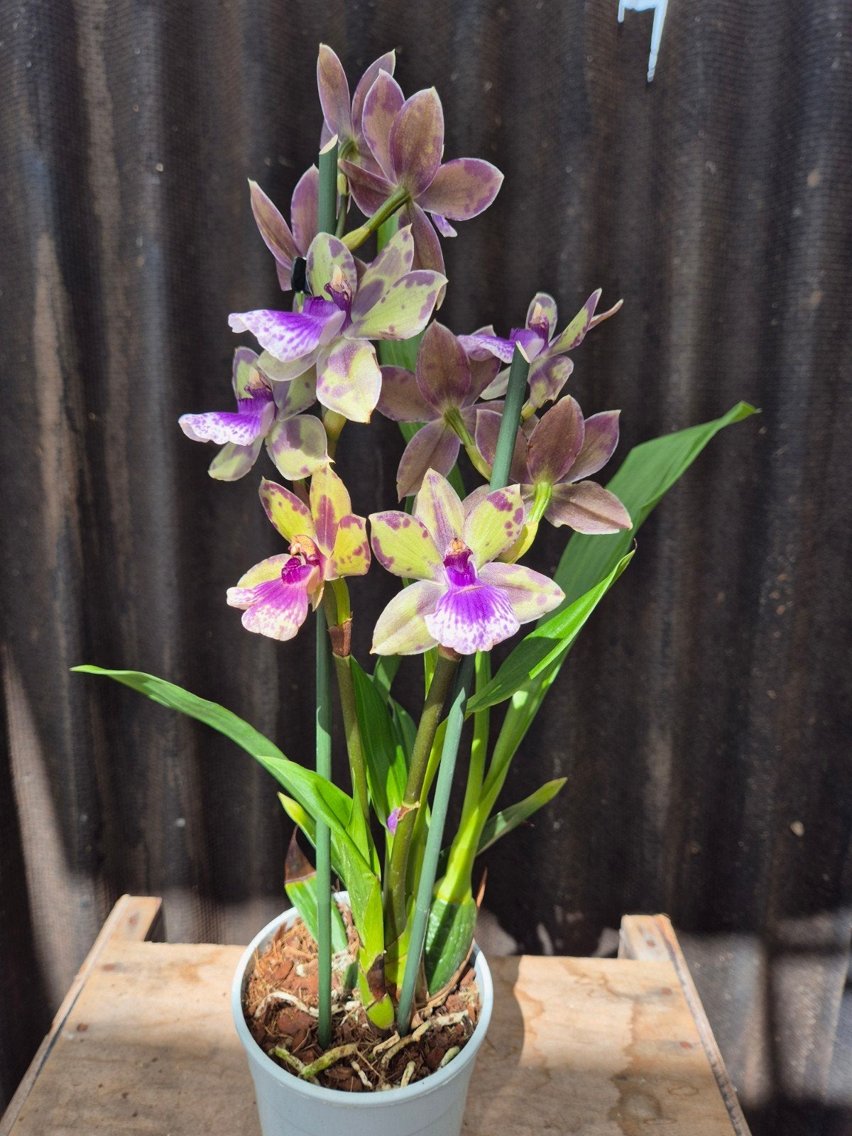 Orchidee Zygopetalum 'Trozy Blue' p12 (3)
