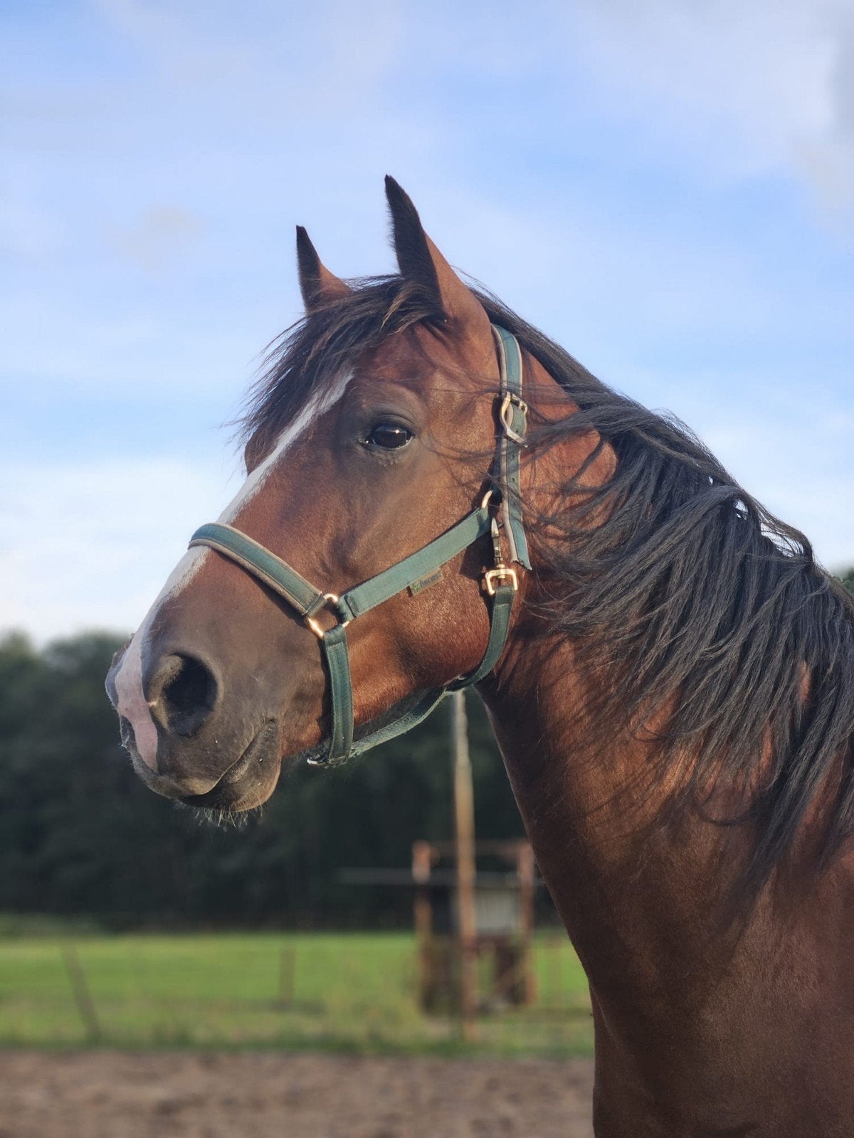 lief 6 jarig project paardje, Dieren en Toebehoren, Gechipt, Ruin, Zadelmak, 3 tot 6 jaar