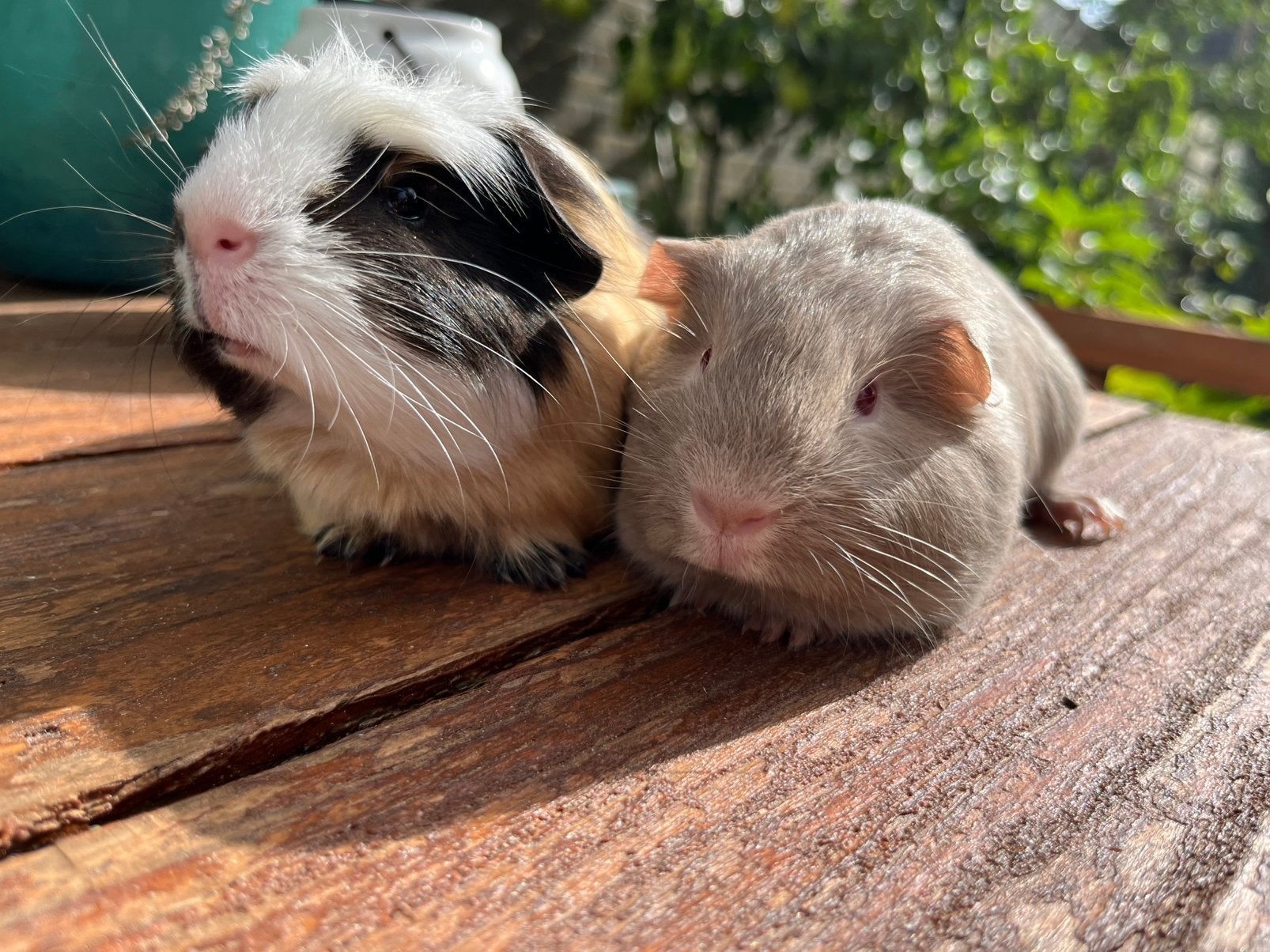 Vrolijk duo van 2 cavia beertjes/broertjes mogen  verhuizen, Cavia, Augustus, Mannelijk, Tam