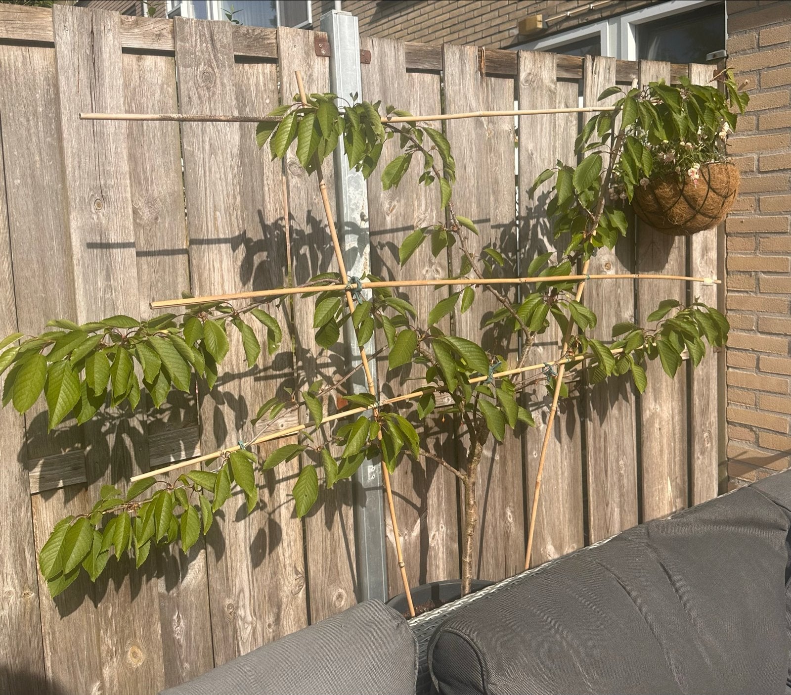 Regina kersenboom laagstam geleid, Ophalen, Lente, Volle zon, Kersenboom