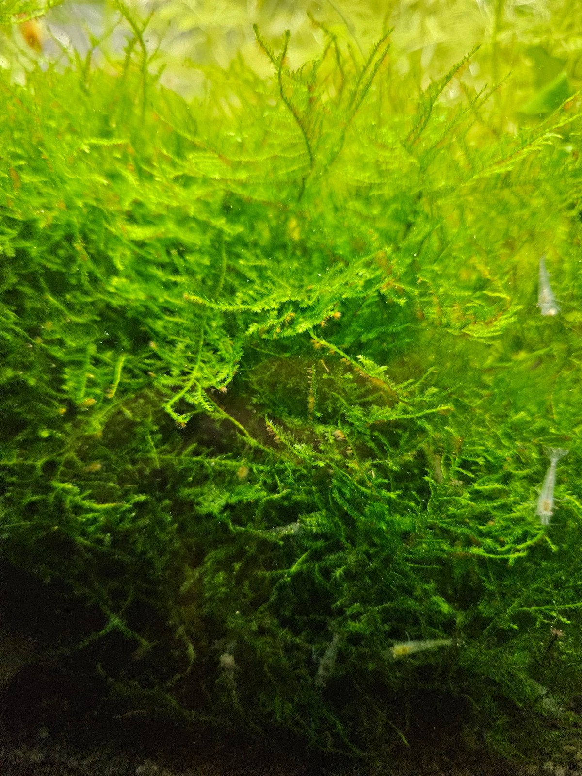 javamos  aquariumplant, Ophalen, Nieuw, Plant(en), Steen of Hout