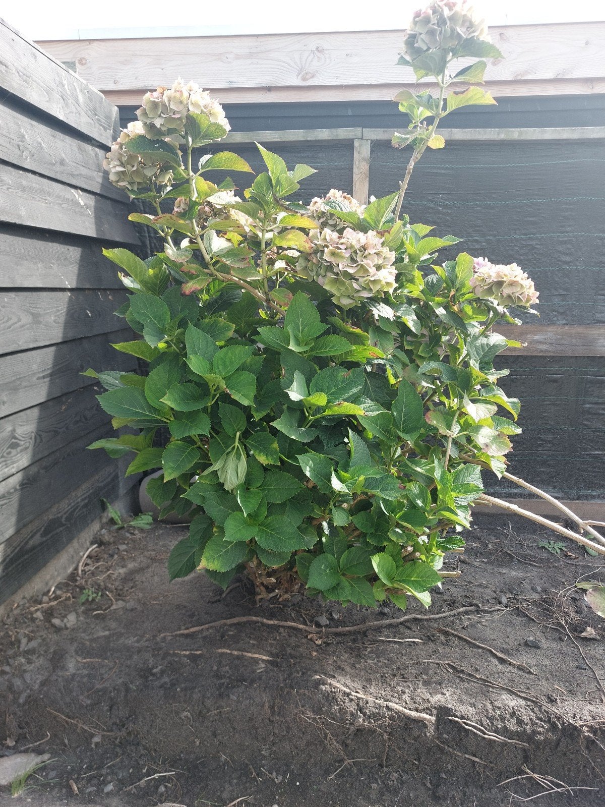 Gratis Grote Hortensia (Hydrangea) - Prachtige bloeier, Vaste plant, Halfschaduw, Zomer, Ophalen
