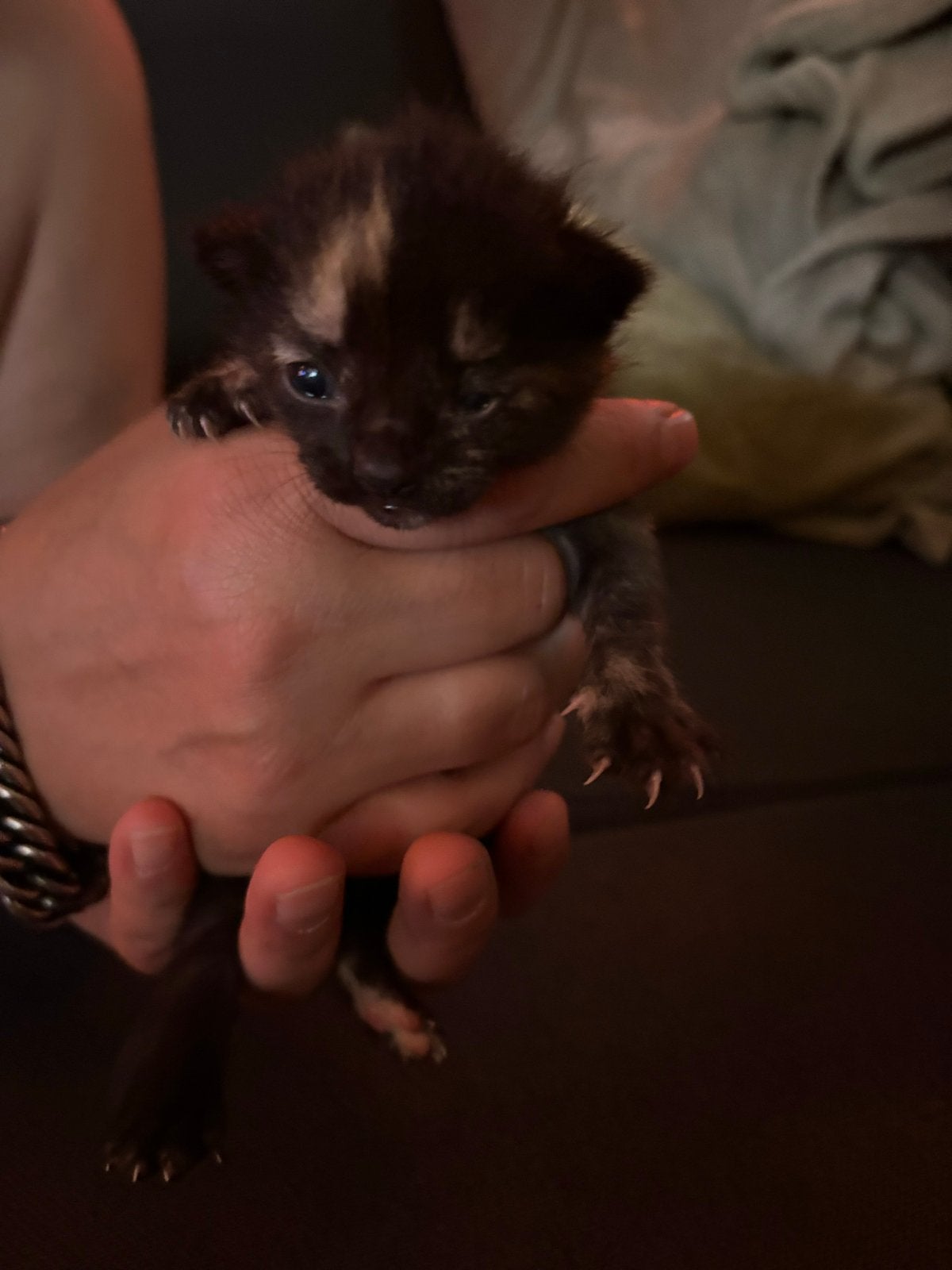 Prachtige Kittens, Meerdere dieren