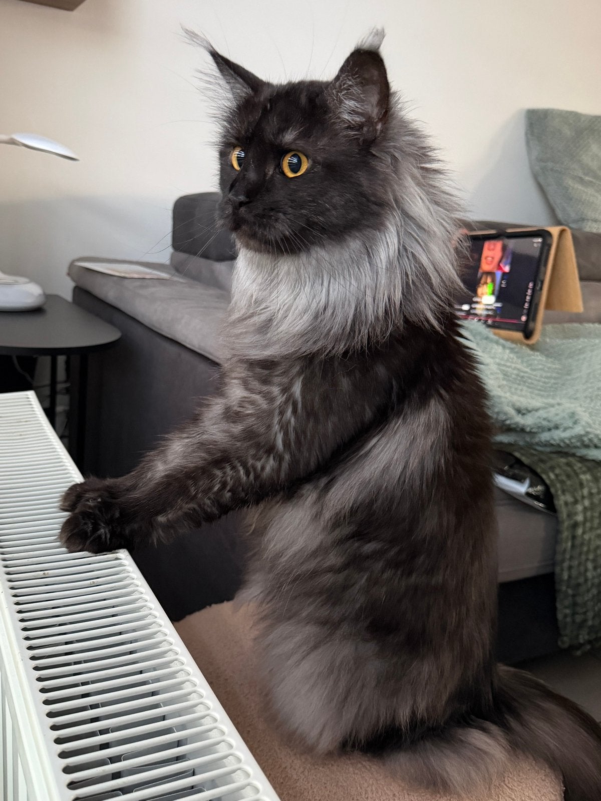 Prachtige Maine Coon poes met stamboom, Poes, Met stamboom, 3 tot 5 jaar