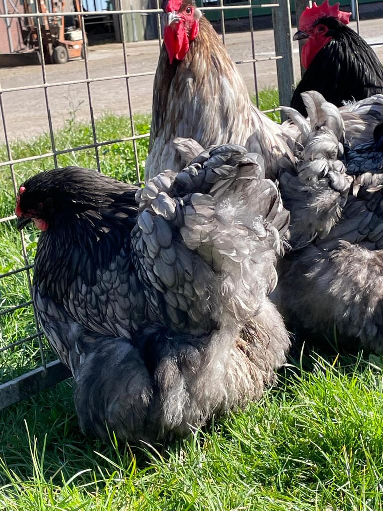Orpington BLAUW groot ras, broedeieren, Dieren en Toebehoren, Pluimvee, Geslacht onbekend, Kip