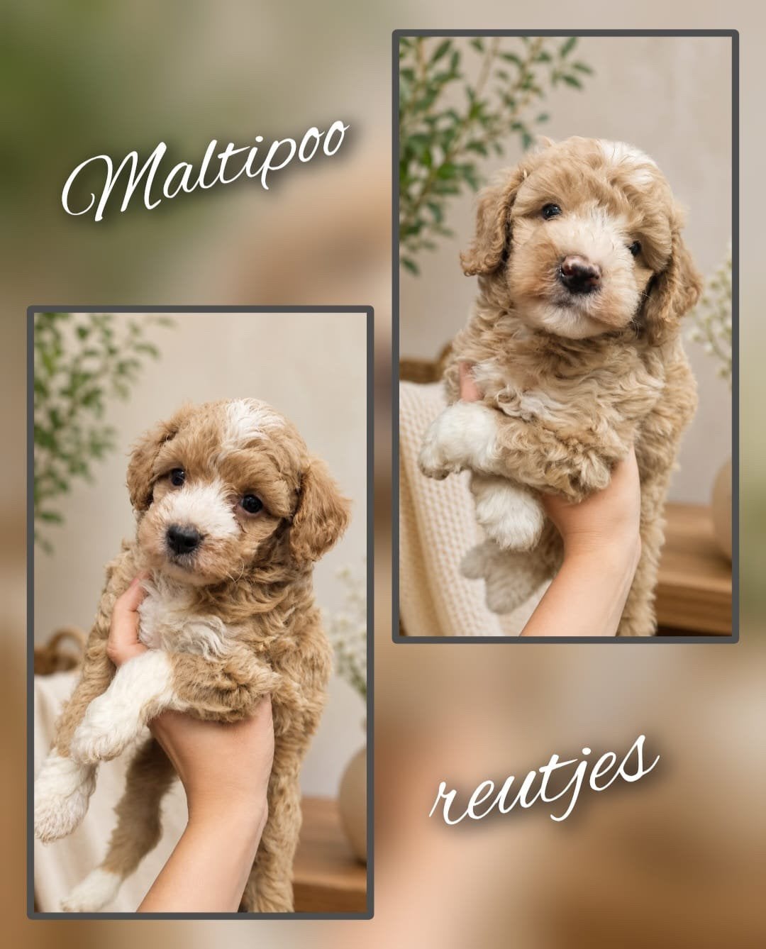 Laatste 2 lieve Maltipoo pups reutjes – Sociaal en gezond!, Parvo, Overige rassen, 8 tot 15 weken, Meerdere