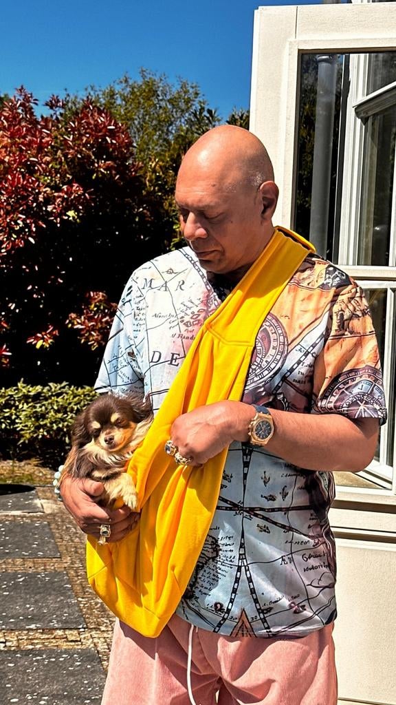 Welk Chihuahua teefje wil pups maken met deze knapperd?, België, Particulier, Meerdere dieren, Eén hond